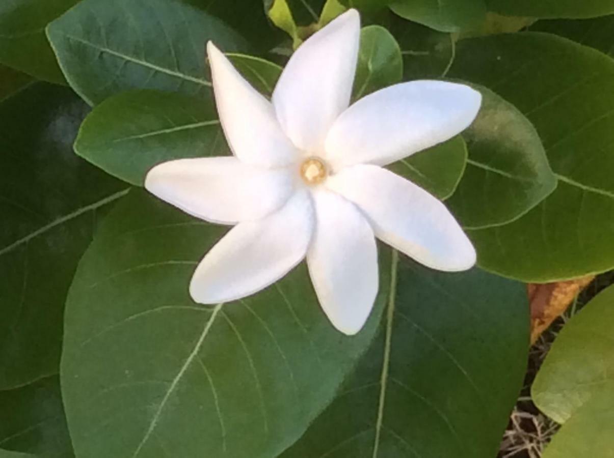 Gite Les Jardins D'Enoha Anse-Bertrand Εξωτερικό φωτογραφία